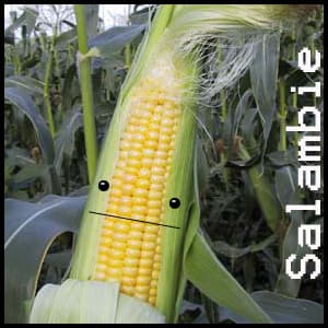 podcast oficial de salambie