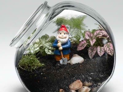 Cristal Plant