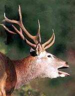 Berrea en la Sierra de Segura