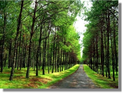 Misión Camino de Santidad