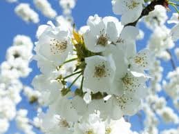 EL PODCAST EN EL ARTE