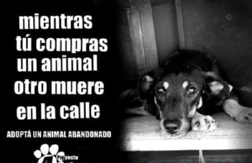 Animales morelos