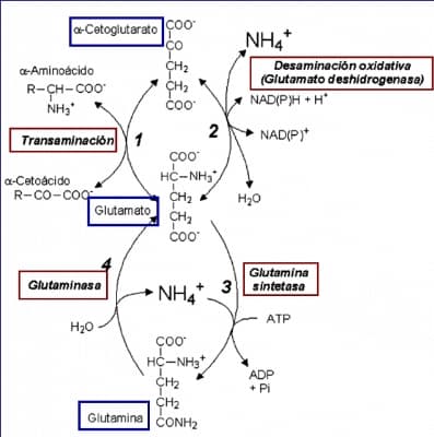Bioquímica Médica II -Transaminación, ciclo de la Urea y Alfa-Cetoacidos