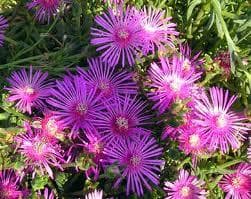 Pensamientos pensados