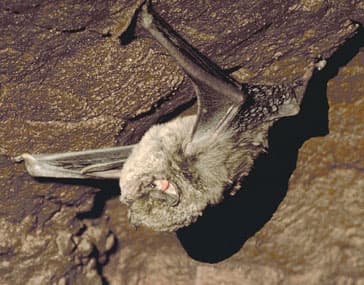 La cueva del murcielago