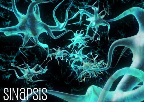 Sinapsis
