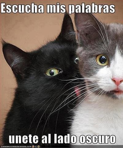 El gato en el tejado.