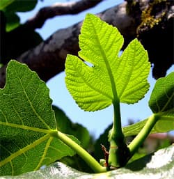 Fascinación por las plantas