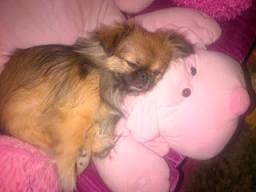 MY DOG LALA