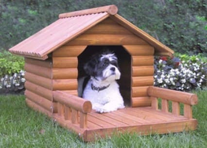house dog