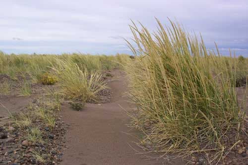 Los informes de Darío Roberts