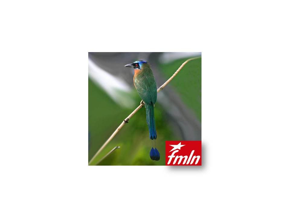 Colectivo de Medio Ambiente del FMLN