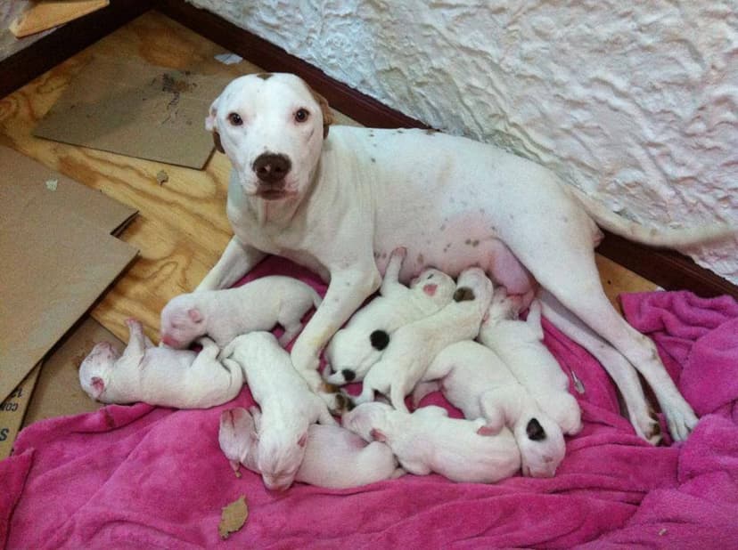 ESTERILIZA TU MASCOTA