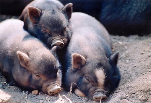 De Podcast con Las 3  