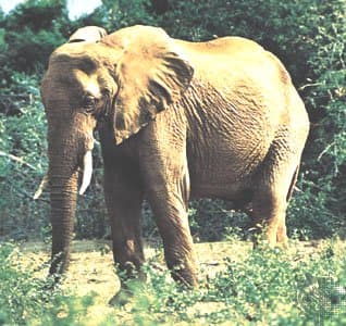 EL ELEFANTE AFRICANO