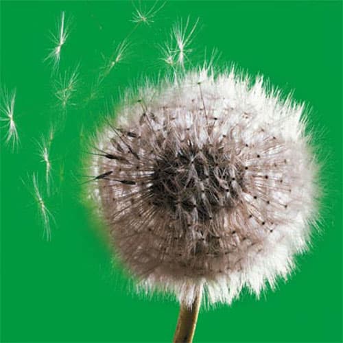 Sistemas silvopastoriles