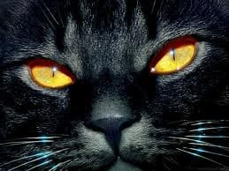 "El Cajón del Gato Cap. 5". Parte 2.