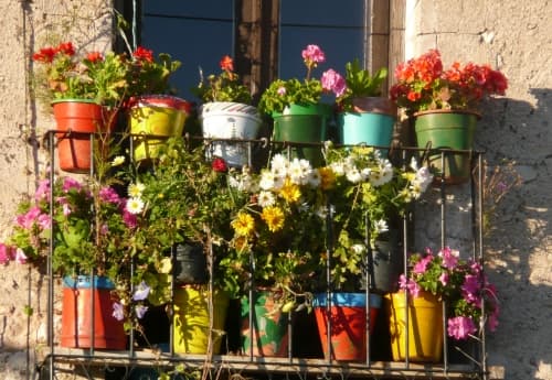 Plantas y Flores