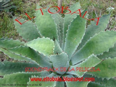 El Tobalá. www.eltobala.blogspot.com